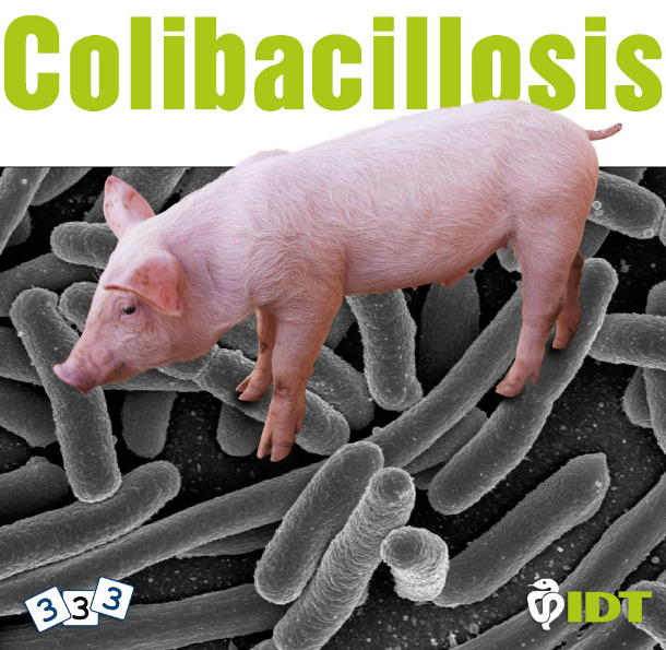 Colibacilosis