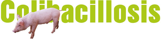 Colibacilosis