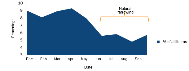 Changes in the percentage of stillborn piglets before and after allowing the sows to natural farrow naturallying