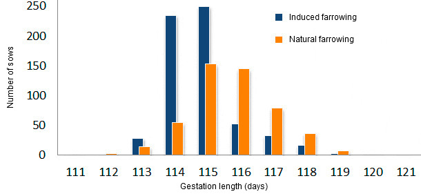 Gestation length of induced farrowing at 114 days versus natural farrowing