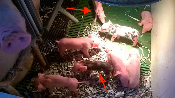 Some weak or low birth weight piglets