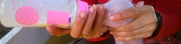 To feed the colostrum