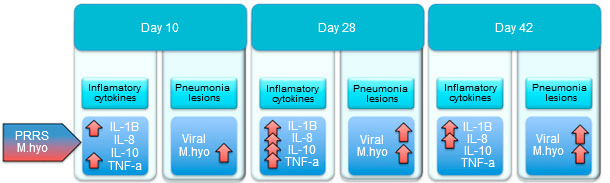 Proinflammatory cytokine levels and lung injury in pigs infected with PRRSv and M. hyopneumoniae