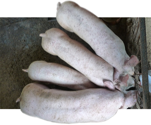 It is usual to find pigs with heterogeneous weights in farms affected by PCV2-SD and PCV2-SI