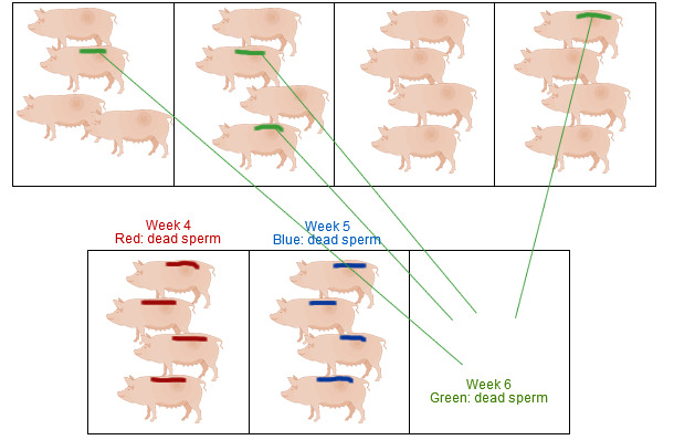 Heat in gilts