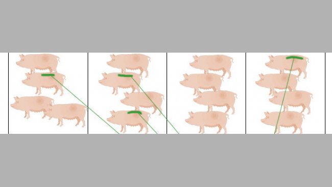 Heat in gilts