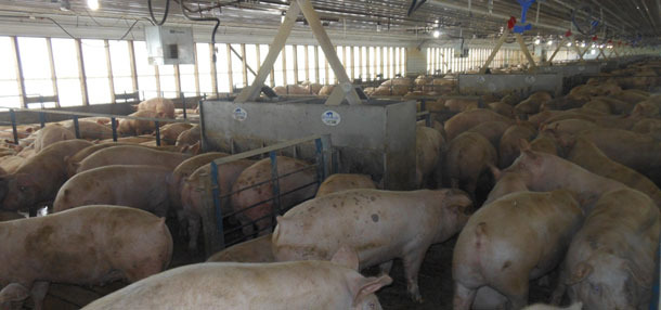 Figure 1.Pigs housed at 0.67m2/pig