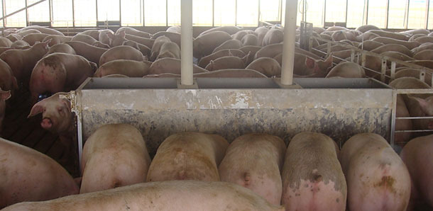 Figure 2. Pigs housed at 0.68m2/pig