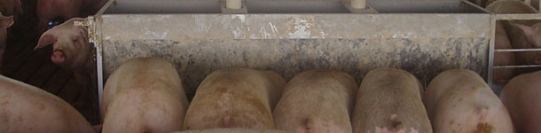 Figure 2. Pigs housed at 0.68m2/pig