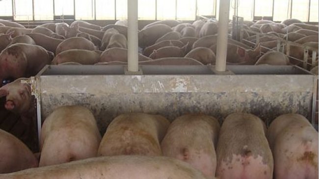 Figure 2. Pigs housed at 0.68m2/pig