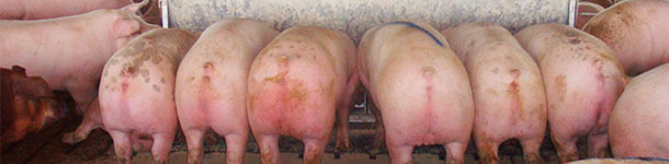 Twelve &lsquo;hole&rsquo; 2.13 m (84 in) long double-sided feeder with marked pig (almost 136 kg (300 lb)) destined for removal and sale immediately after the picture was taken.