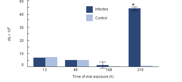 Intracellular survival of H. parasuis in porcine alveolar macrophages collected from pigs previously infected with PRRSV