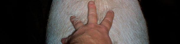 Stimulation of the sow