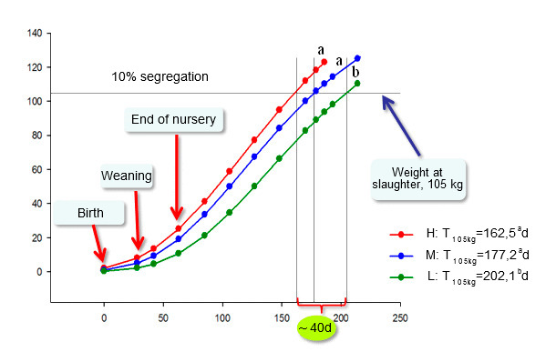 Evolution of average live weight of pigs over time