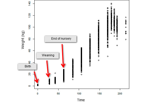 Evolution of body weight over time of an entire population consisting of 347 weaned animals