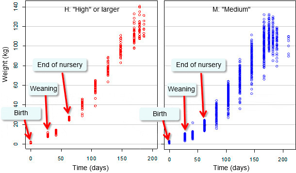 Evolution of live weight