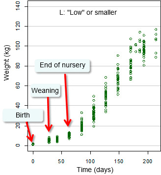 Evolution of live weight