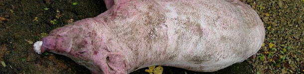 Dead pigs necropsied in the farm at the 1st visit