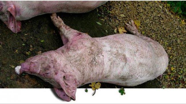 Dead pigs necropsied in the farm at the 1st visit