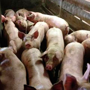 Pigs in the finishing unit in the farm