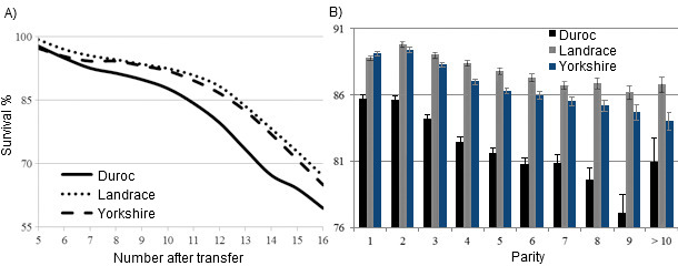 Effect of number after transfer (A) and parity (B) on survival percentage by breed of sow