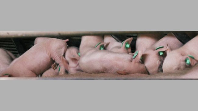 Piglets