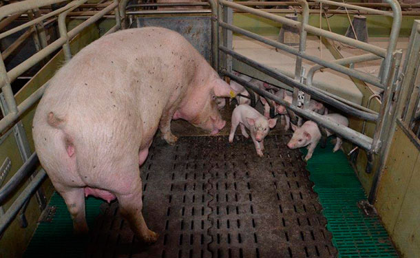 Farrowing pens for the future