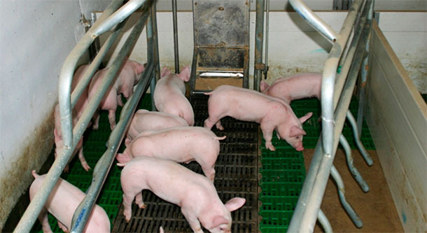 Although there are many ways to obtain foster mothers, the most common is to release a sow by weaning her piglets a week earlier, and then transfer piglets to her gradually, at 7 days intervals (3 steps), or even fostering 7-day piglets to a sow 21 days into lactation (2 steps)
