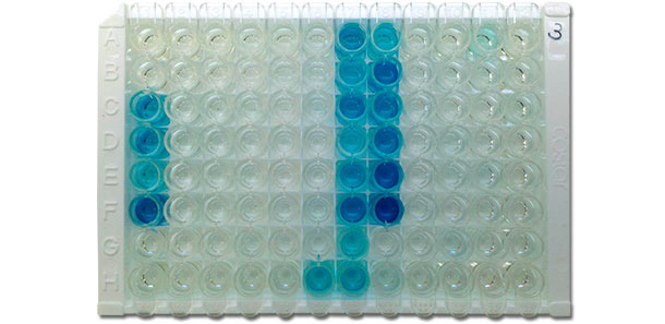 hotography of IDEXX ELISA X3 plate showing positive (blue color) and negative (no color) results