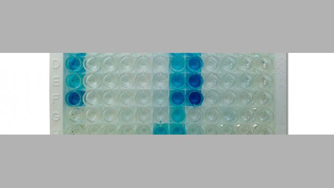 hotography of IDEXX ELISA X3 plate showing positive (blue color) and negative (no color) results
