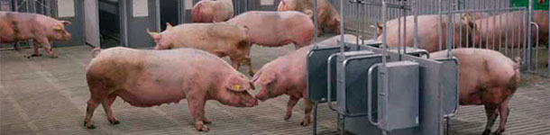 Feeding systems that predict the amount of energy supplied by feed have been developed in order to accurately formulate feeds for pigs