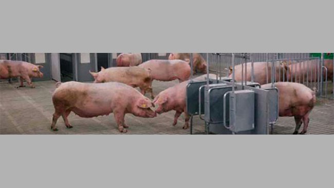 Feeding systems that predict the amount of energy supplied by feed have been developed in order to accurately formulate feeds for pigs