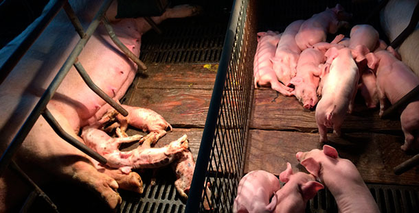 Severe diarrhoea and dehydration in PED affected piglets (left), compared to normal adjacent litter.