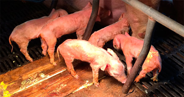 Severe watery yellow diarrhoea and dehydration in PED affected piglets