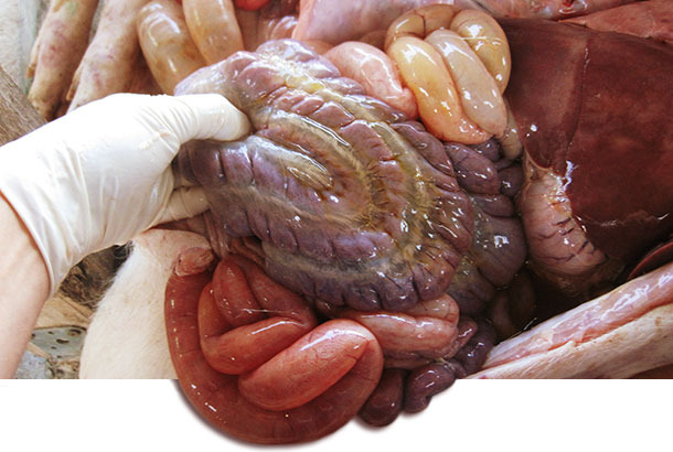 Autopsy of affected nursery pig, with oedema of meso-colon