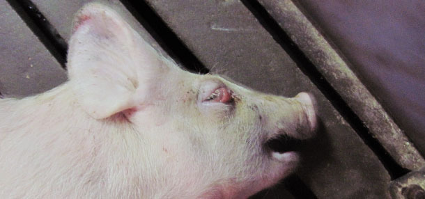 Five week-old weaner pig with recumbency and eyelid oedema.