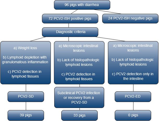 Selection and diagnostic criteria for PCV2 infected pigs