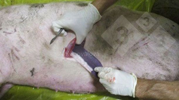 Fot. 1. Pobieranie pr&oacute;bek w przypadku podejrzenia ASF. Zdjęcie dzięki uprzejmości Dr. Nadezhda Konovalova.
