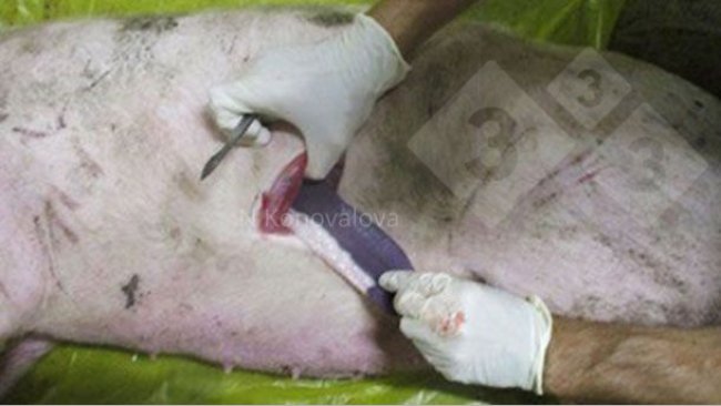 Fot. 1. Pobieranie próbek w przypadku podejrzenia ASF. Zdjęcie dzięki uprzejmości Dr. Nadezhda Konovalova.