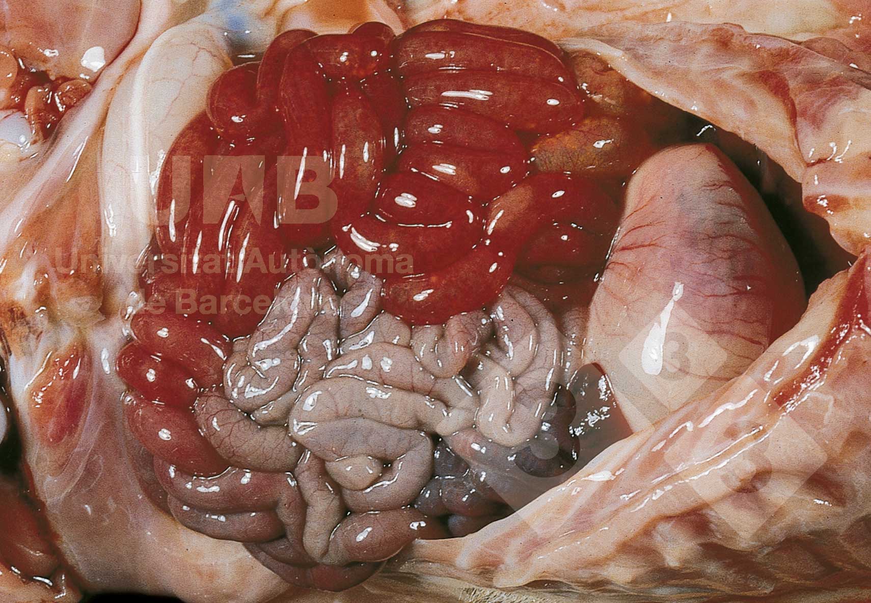 Atlas of swine pathology - pig333, pig to pork community