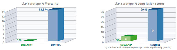 Coglapix® vaccine conferred long protection against heavy serotype 7