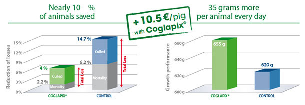 Lower mortality and higher growth rate resulted in cumulative 16 % higher gross revenue per pig in the Coglapix® vaccinated group