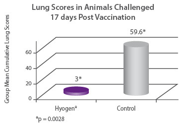 Lung Scores in Animals Challenged 17 days Post Vaccination