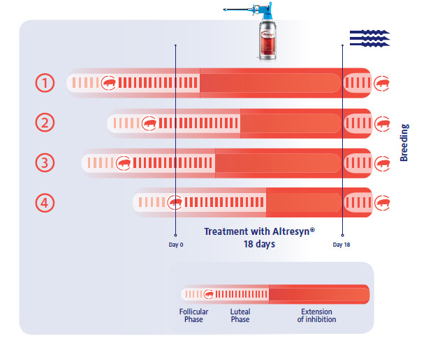 The Altresyn treatment period is fixed to 18 days