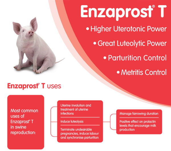 Enzaprost T uses