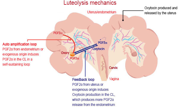 Luteolysis mechanics