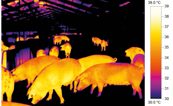 Thermal image of sows in group housing.