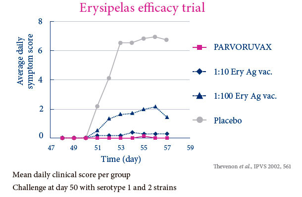 Erysipelas efficacy trial