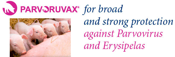 Parvoruvax for broad and strong protection against Parvovirus and Erysipelas