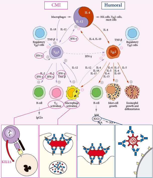 Parvoruvax inducesboth cell mediated and humoral immunity